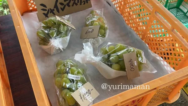 はっきり農園で販売されていたシャインマスカット - ゆりママんブログ はっきり農園で販売されていたシャインマスカット