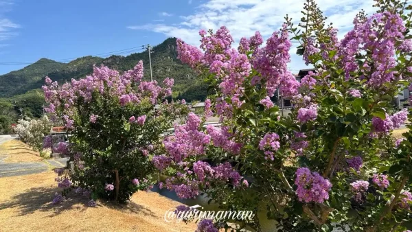 大三島・鶴姫公園で見頃を迎えたピンクと白のサルスベリ - ゆりママんブログ 大三島・鶴姫公園で見頃を迎えたピンクと白のサルスベリ