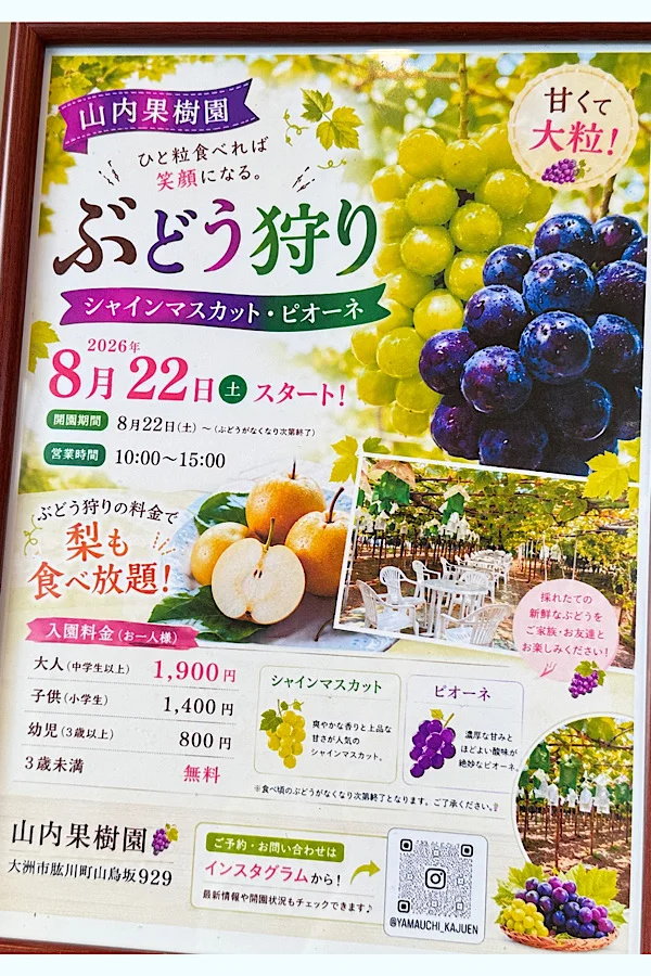 大洲市・山内果樹園の2026年ぶどう狩り案内ポスター(開催期間・料金) - ゆりママんブログ 大洲市・山内果樹園の2026年ぶどう狩り案内ポスター(開催期間・料金)
