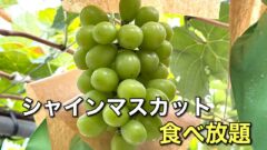 大洲市「山内果樹園」のシャインマスカットぶどう狩り