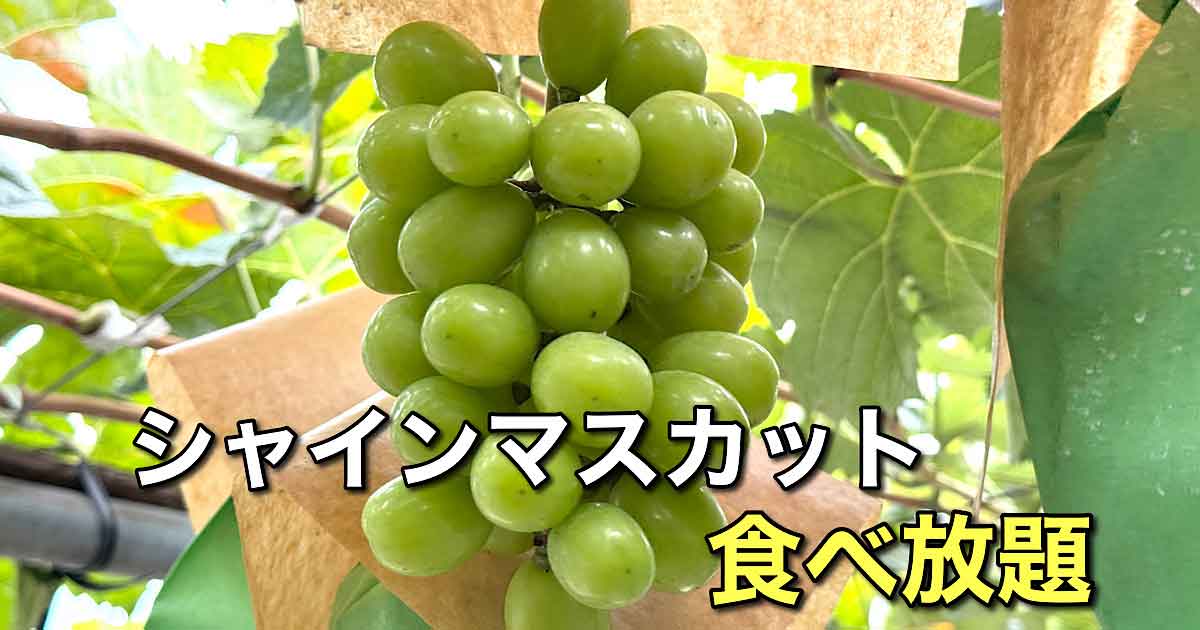 大洲市「山内果樹園」のシャインマスカットぶどう狩り