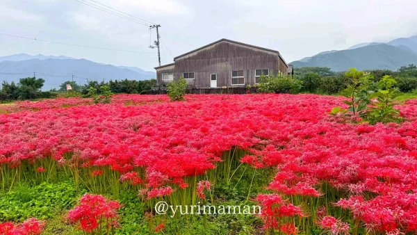 西条市丹原町・はっきり農園に一面に咲く彼岸花 - ゆりママんブログ 西条市丹原町・はっきり農園に一面に咲く彼岸花