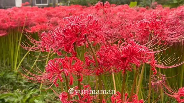 はっきり農園で咲く彼岸花のアップ - ゆりママんブログ はっきり農園で咲く彼岸花のアップ