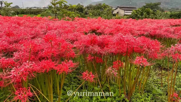 はっきり農園の真っ赤な彼岸花 - ゆりママんブログ はっきり農園の真っ赤な彼岸花