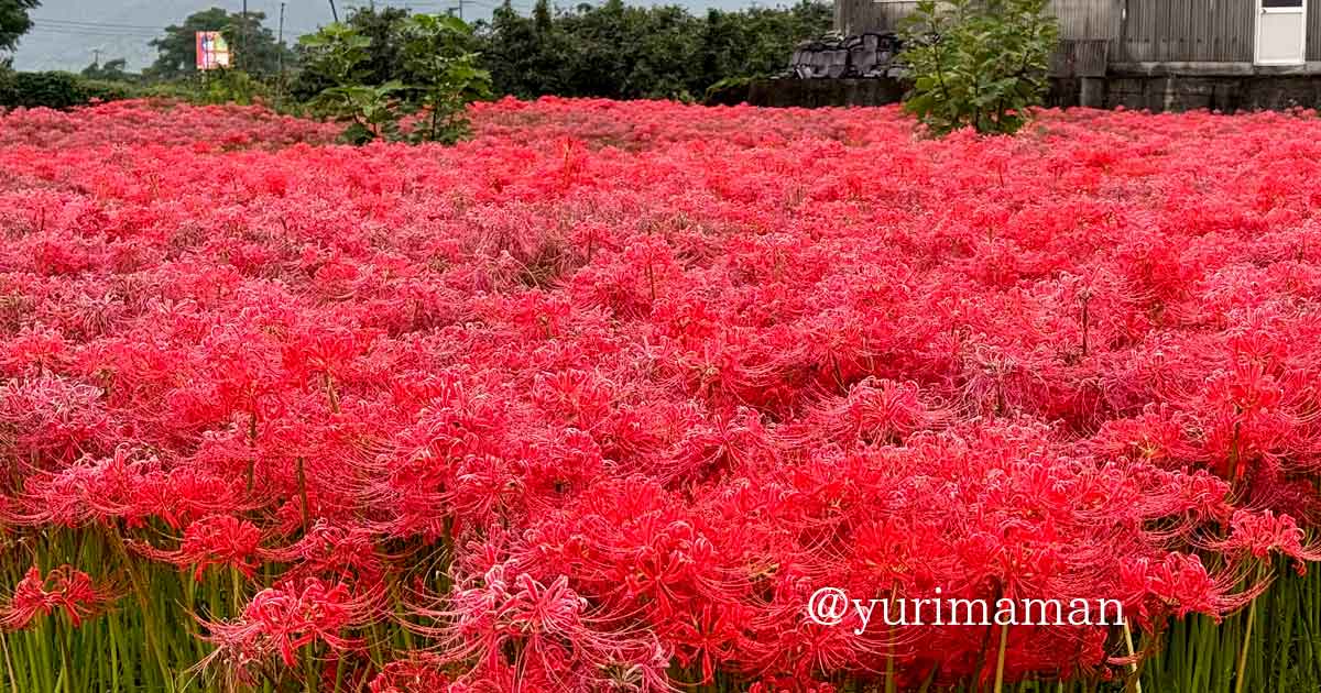 西条市丹原町・はっきり農園に一面に咲く彼岸花
