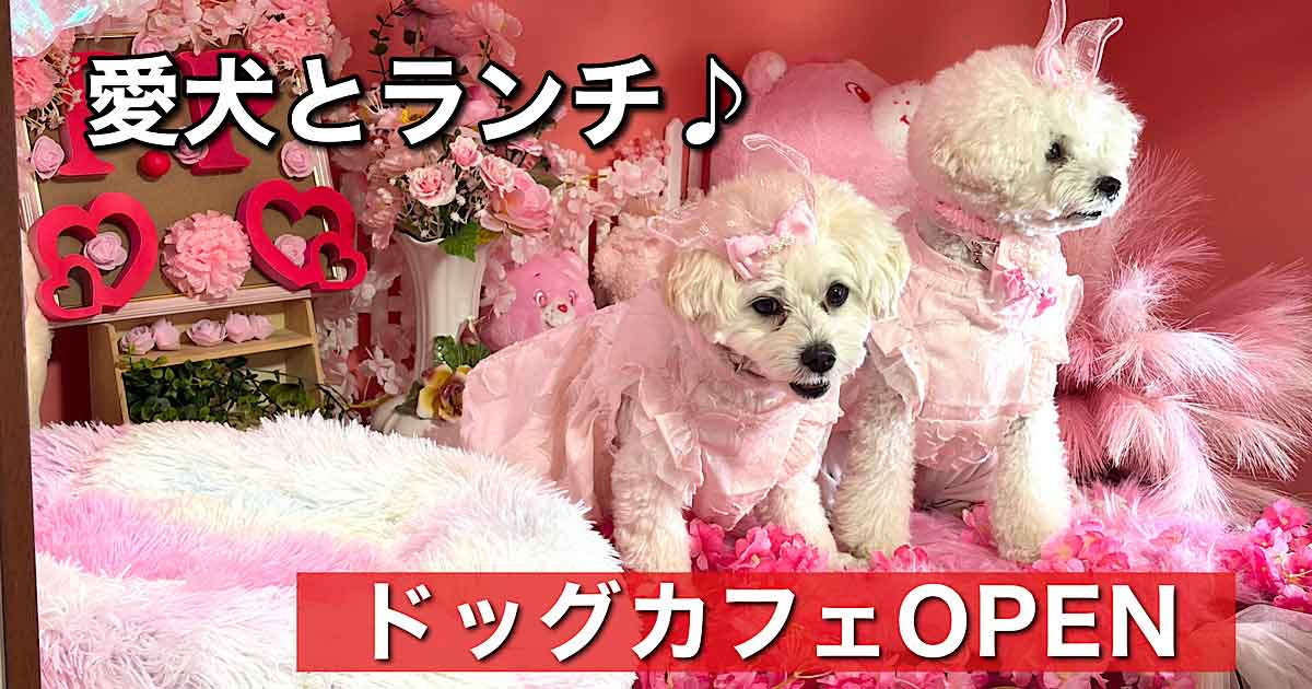 西条市のドッグカフェ「P.P cafe」のフォトブースで記念撮影を楽しむワンちゃん