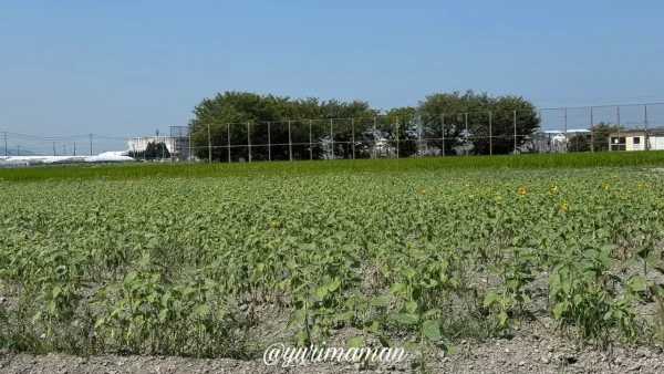 松前町・徳丸ひまわり畑の2026年8月3日の開花状況(咲き始め) - ゆりママんブログ 松前町・徳丸ひまわり畑の2026年8月3日の開花状況(咲き始め)