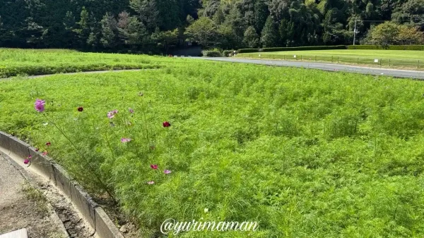 大洲市フラワーパークおおずのコスモス畑・2026年9月24日は咲き始め