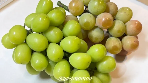 シャインマスカットとゴルビーを並べて食べ比べ