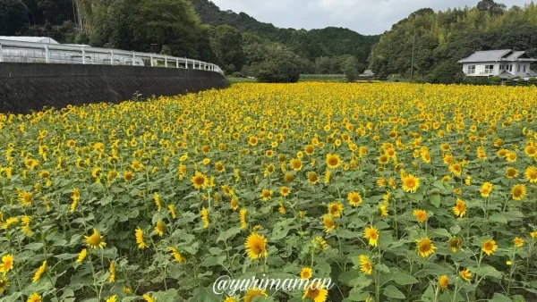 今治市新谷の田園風景に広がるひまわり畑