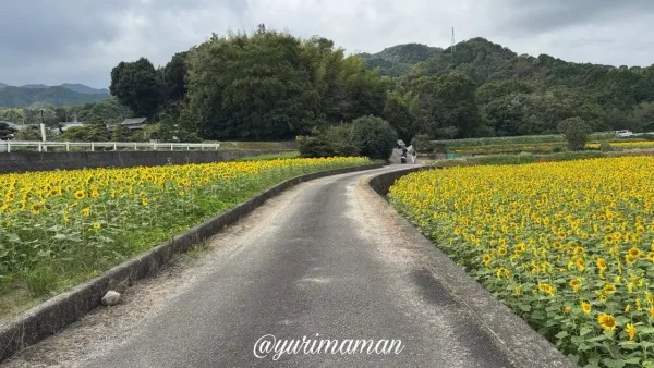道の両側に広がる今治市新谷のひまわり畑