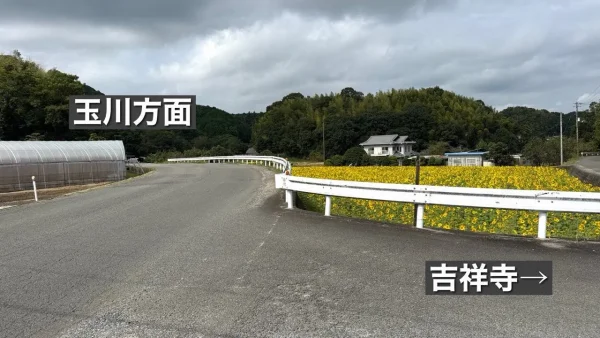 ひまわり畑へのアクセス(今治市新谷・吉祥寺近く)02