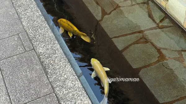 大洲市のおはなはん通りを流れる水路で泳ぐ鯉