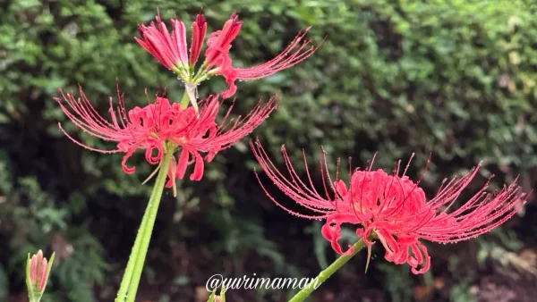 2026年9月18日の石根ふれあい公園・彼岸花の開花状況02