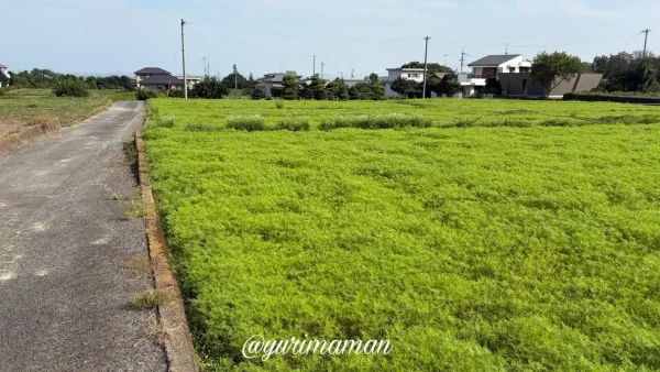 四国中央市土居町・河村コスモス園の2026年9月25日の開花前の様子