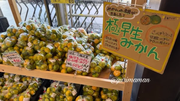 アゴラマルシェに並ぶ八幡浜産の極早生みかん