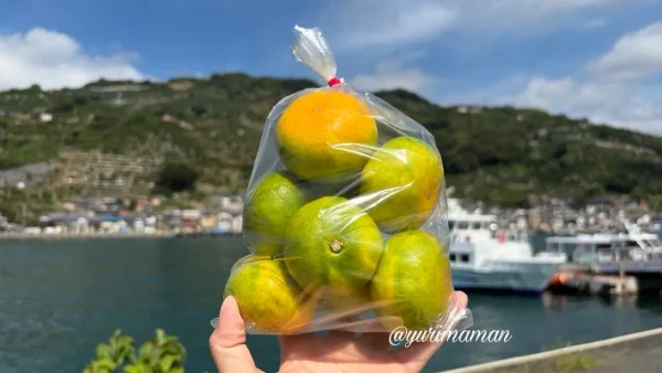 八幡浜港と旬の極早生みかん