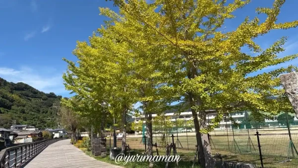 八幡浜市保内町・もっきんロードの色づき始めたイチョウ