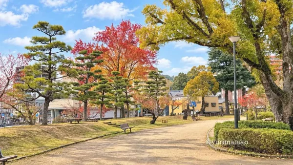 道後公園のベンチ近くにある大きなイチョウの木