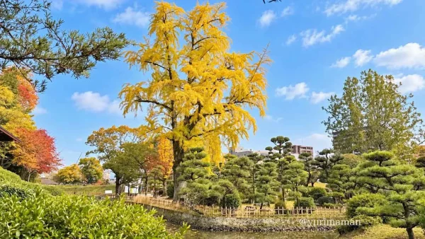 秋の道後公園で黄色く色づいた大きなイチョウ
