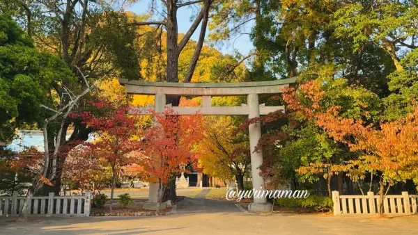 愛媛縣護國神社の境内で色づく紅葉