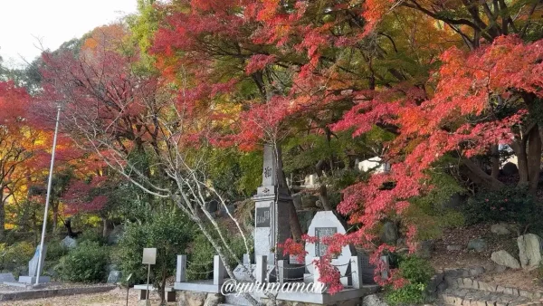 愛媛万葉苑で赤や黄色に色づく紅葉と歌碑