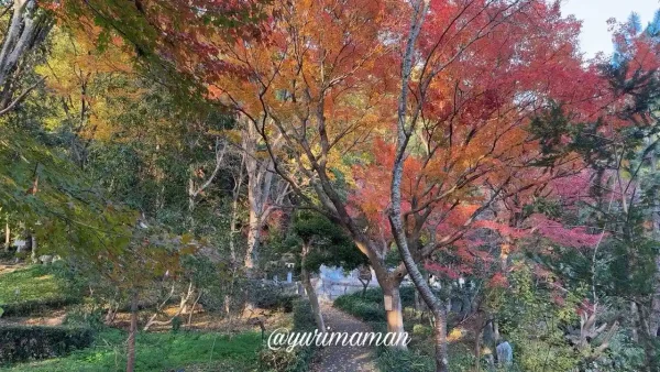 松山市の愛媛万葉苑を彩る紅葉