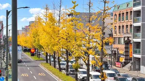 松山市平和通りを黄色く彩るイチョウ並木