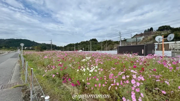 2026年10月の星越のコスモス畑の開花状況