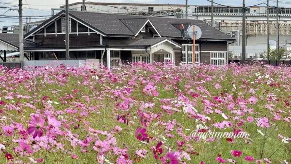 星越駅跡のそばに咲くピンクや白のコスモス