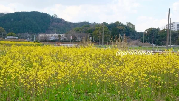春に黄色い菜の花が咲く新居浜市星越町のお花畑