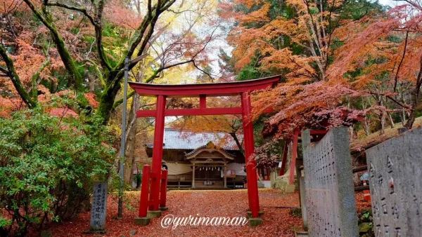 稲荷山公園の赤い鳥居を彩るもみじの紅葉