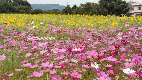 河村コスモス園で見頃を迎えたコスモスとひまわりの共演