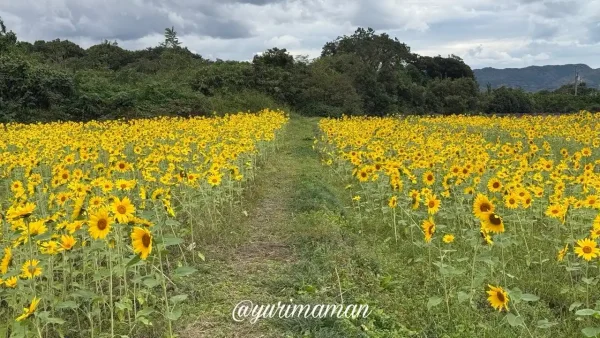 河村ひまわり園の満開のひまわり畑(2026年10月27日)