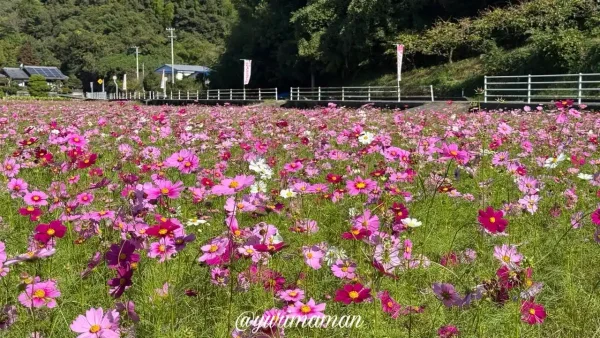 宇和島市三間町で見頃を迎えたコスモス畑(2026年10月29日)