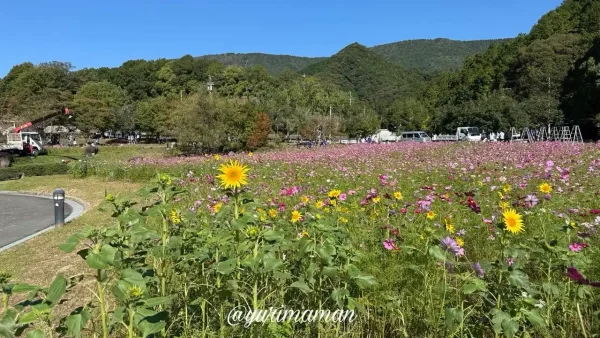 中山池自然公園のコスモス畑に咲くひまわり