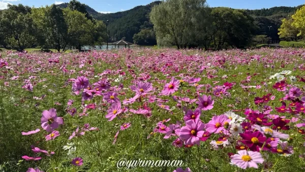 宇和島市・中山池自然公園で見頃を迎えたコスモス畑