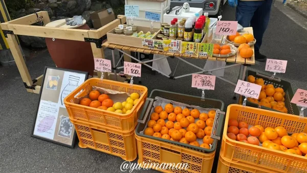 椿神社前に出店している岡本商店に並ぶ柑橘など