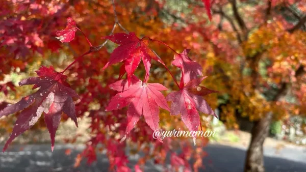 大洲・内子の紅葉スポットで楽しめる赤く色づいたもみじ