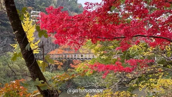 内子町フレッシュパークからりの紅葉とからり橋