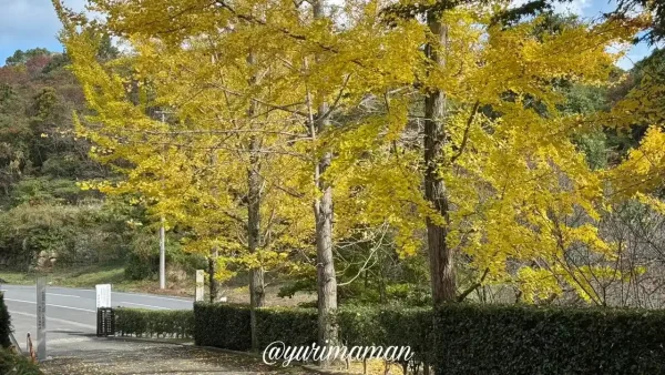 西条市世田薬師の黄色く色づいたイチョウ並木