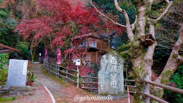 大洲市白滝公園の入口を彩る紅葉