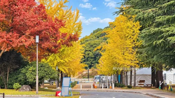 松山市の城山公園 堀之内で黄色く色づくイチョウ並木