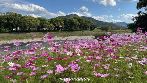 内子町五十崎・小田川沿いに咲くコスモスと山の風景