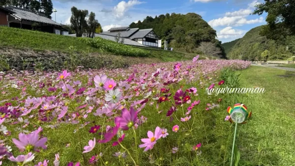 五十崎凧博物館近くの河川敷に広がるコスモス畑