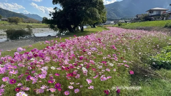 内子町五十崎の河川敷いっぱいに咲くピンクのコスモス
