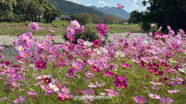 青空と山を背景に咲く内子町五十崎のコスモス