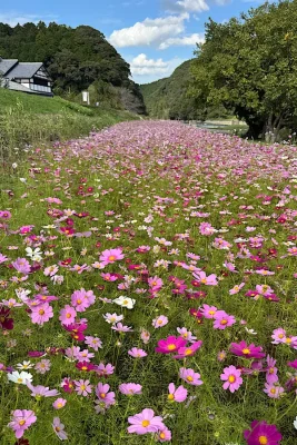 小田川沿いに続く五十崎のコスモス畑