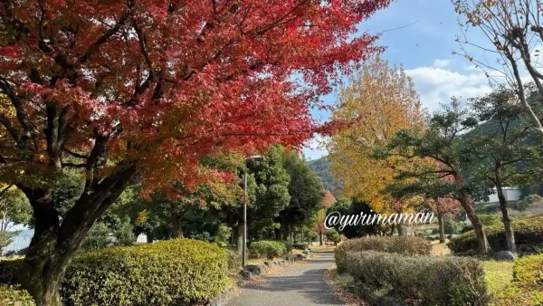 新居浜市山根公園の園路を彩るもみじの紅葉