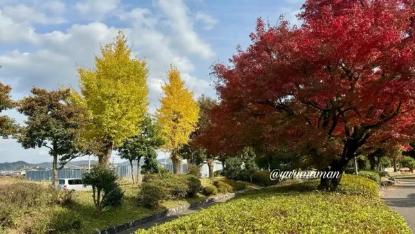 新居浜市山根公園の赤いもみじと黄色いイチョウ